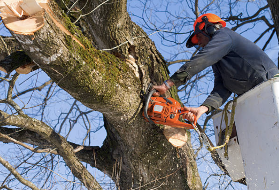 tree pruning in Zimmerman
