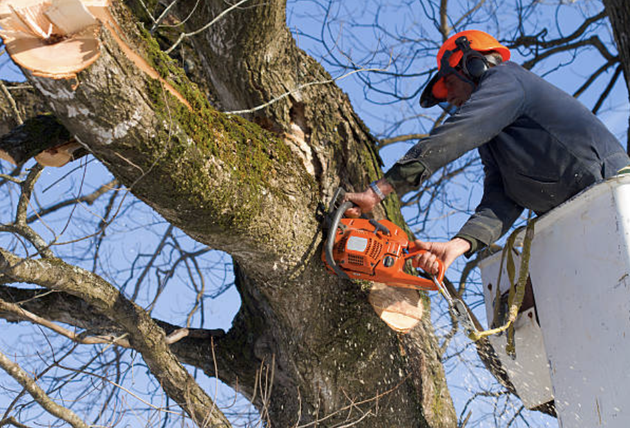 tree pruning in Goodhue